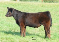 Lot-3---Braun-Hannibal-x-Vegas-steer_sm.jpg