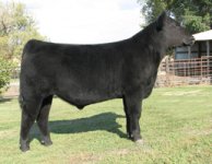 Lot-4---AngusXMossyOak-Steer---IMG_2980_sm.jpg