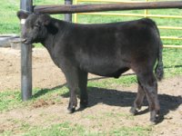 Lot-12---1st-Impression-Steer-(001)_sm.jpg