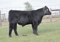 Lot-18---Greg-Nornman-Shorthorn-Plus-Steer199_sm.jpg