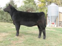 Lot-27---MrCleanson-highmaine---IMG_3021_sm.jpg