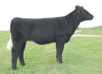 Lot-34---Point-TakenxShorthorn---IMG_2892_sm.jpg