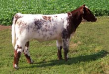 Lot-35---SULL_Security_Asset_Heifer_sm.jpg