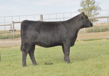 Lot-37---Greg-Norman-March-Angus-Heifer749_sm.jpg