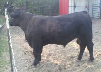 UGNX WM Limousin.jpg