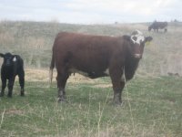 Arapahoe and calf smaller for steer planet.jpg