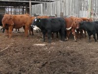 weaning 034.jpg