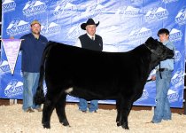 Heifer at San Angelo.jpg