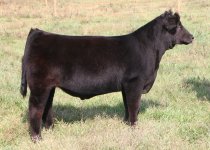 Tag 69 Walks Alone Steer x Maximus taken 10-17-2011.jpg