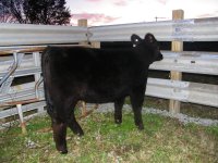 050Leroy Brown Heifer.jpg