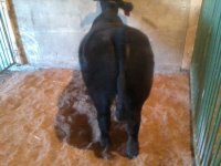 w.o.w heifer rear.jpg