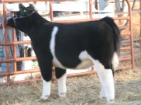 thriller heifer awesome.jpg