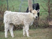 fall calves 2011 026.jpg