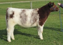 110 steer resize.jpg