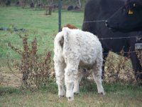 fall calves 2011 031.jpg