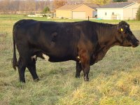 simmy cow 11-2.jpg