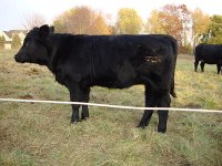 hot shot calf 3.jpg