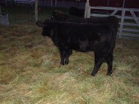 hot shot calf.jpg