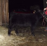 Walks Alone Steer Calf.jpg