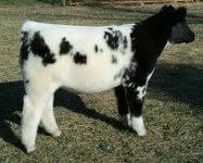 Tag 25 Monopoly x Shorthorn 2.jpg