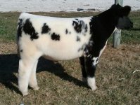 Tag 25 Monopoly x Shorthorn.jpg