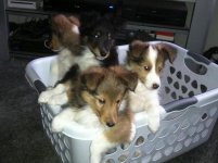 puppies basket.jpg