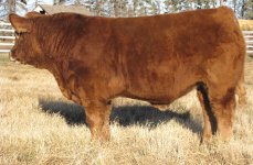 Calf104.jpg