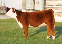 First heifer interstate.jpg