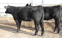 Tag 395W Eye Candy Steer.JPG