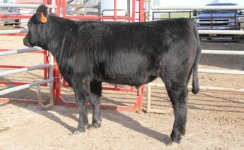 Tag 395 Eye Candy Steer.JPG