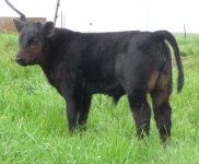ST Calf.jpg
