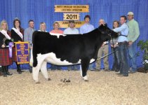 Champion Shorthorn Plus Heifer.jpg