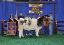 Champion%20Open%20Shorthorn%20Female.jpg