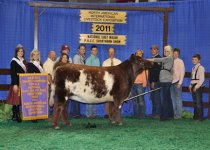 Reserve%20Champion%20Open%20Shorthorn%20Female.jpg