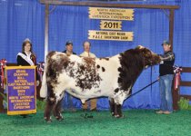 Champion%20Shorthorn%20Bull.jpg