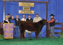 Reserve%20Champion%20Shorthorn%20Bull.jpg