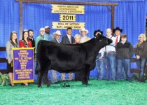 Champion Open Angus FemaleNAILE2011.jpg