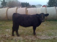 BLACK LABEL HEIFER.jpg