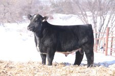 Blue Roan Bull.jpg