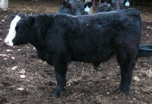 Steer Pic 1.jpg