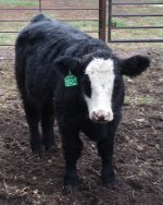 Steer Pic 2.jpg