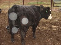 Steer Pic 3.jpg