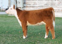 may scholarship heifer.jpg