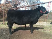 dream on heifer.JPG