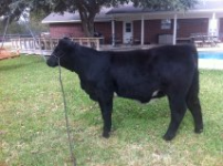 Dropey's calf 2.png
