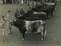 Shorthorn1939.jpg