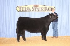 tulsa 2011 steer.jpg