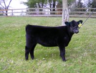 heifer.jpg