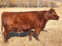 Lazy HJ cow.jpg