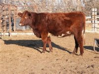 Lazy HJ bred heifer.jpg
